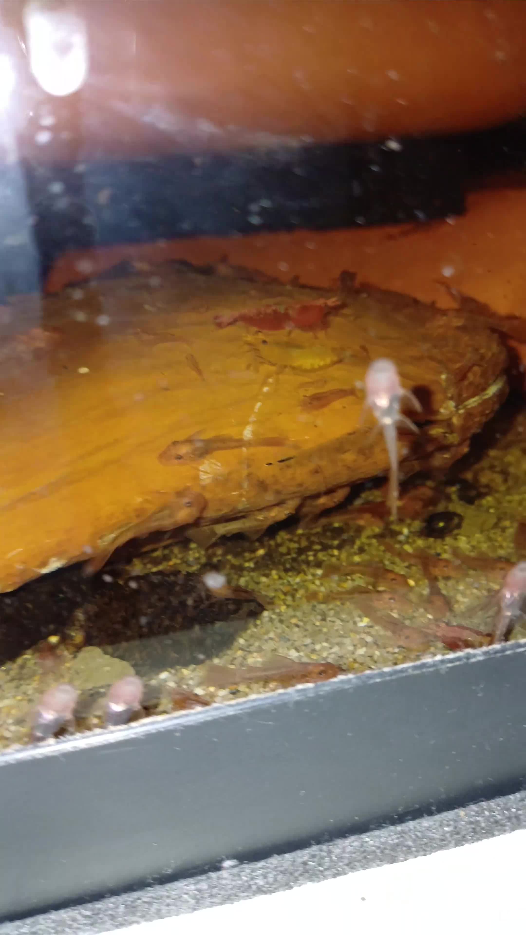 Plecos fish for sale: Super Red Plecos! + Shrimp - Video 1