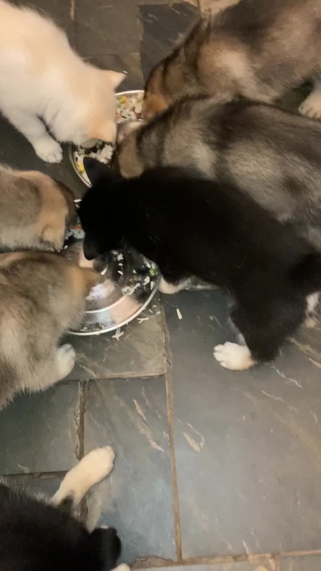 Shepsky dogs for sale: Shepsky puppies  - Video 1