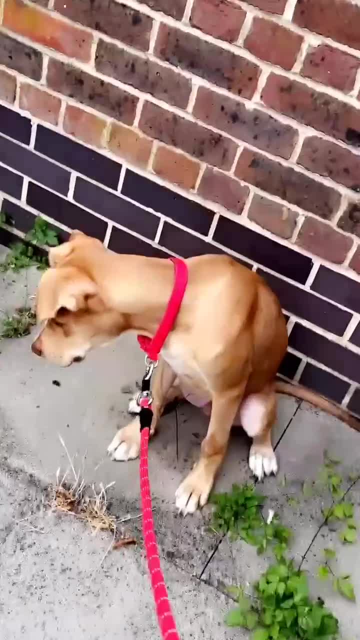 Mixed Breed dogs for sale: Sharlo mixed breed Dog - Video 3