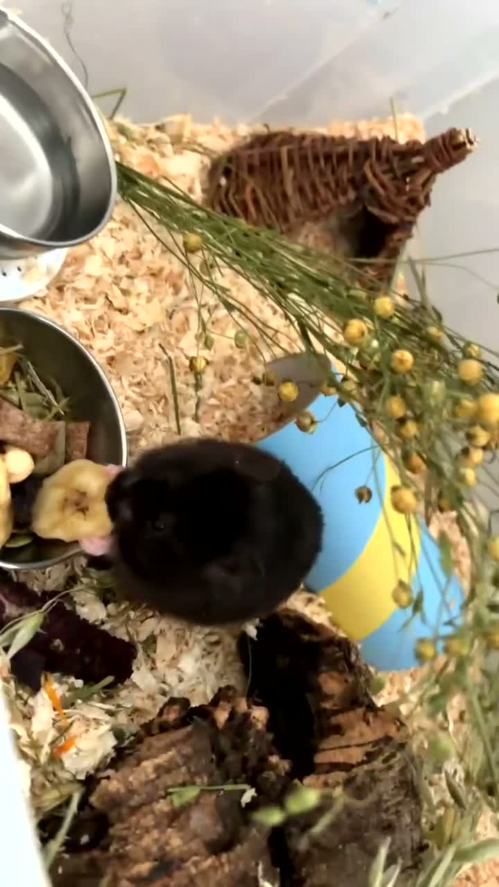 Hamster rodents for sale: syrian hamster in need of rehoming - Video 1