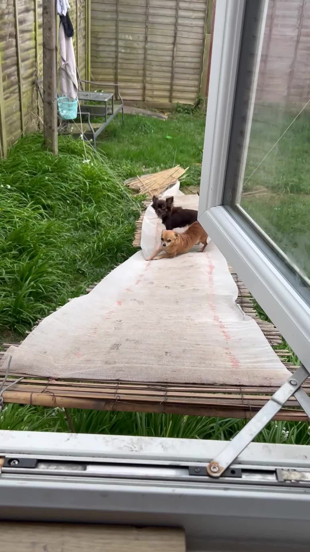 Chihuahua dogs for sale: Long haired tiny KC chihuahua girl - Video 2