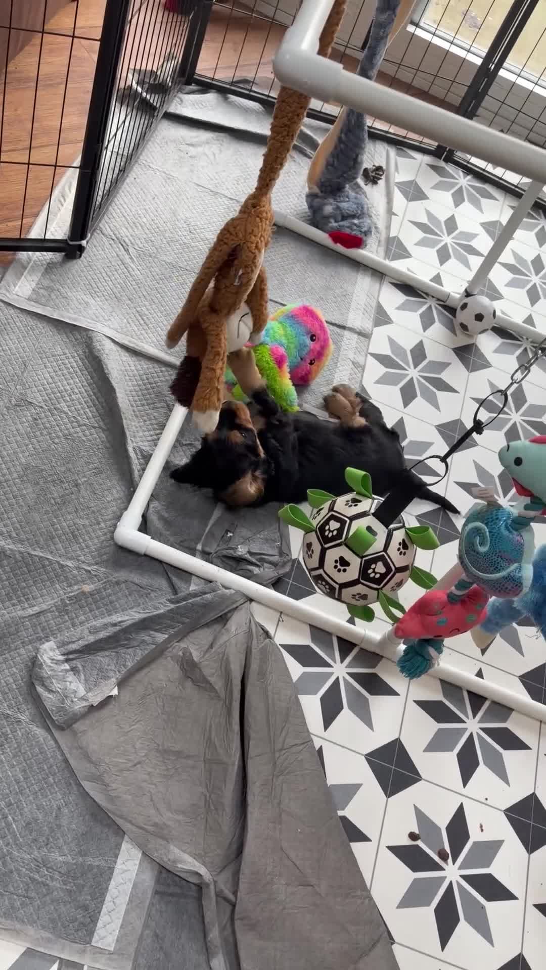 Cocker Spaniel dogs for sale: 💚 FULLY VACCINATED & READY NOW 💚 - Video 1