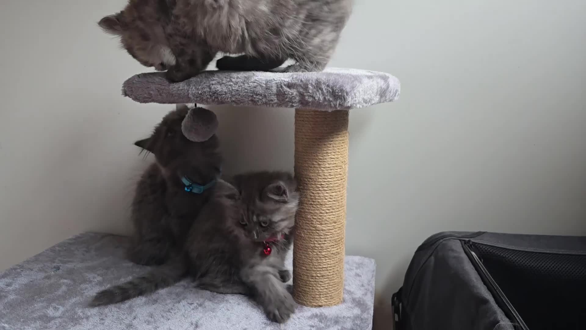 Siberian cats for sale: Beautiful Siberian Kittens  - Video 1