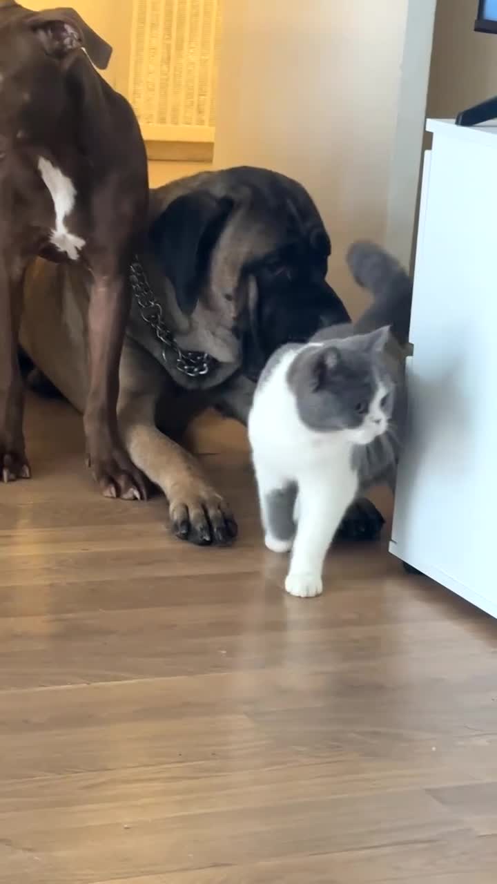 Cane Corso dogs for sale: Cane corso female  - Video 1