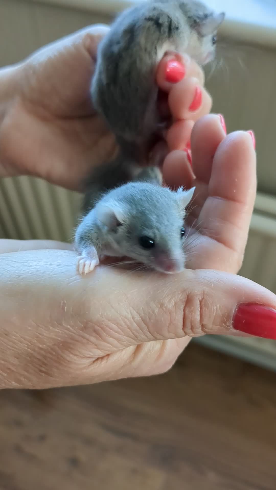 Mouse rodents for sale: African Pygmy Dormice  - Video 2