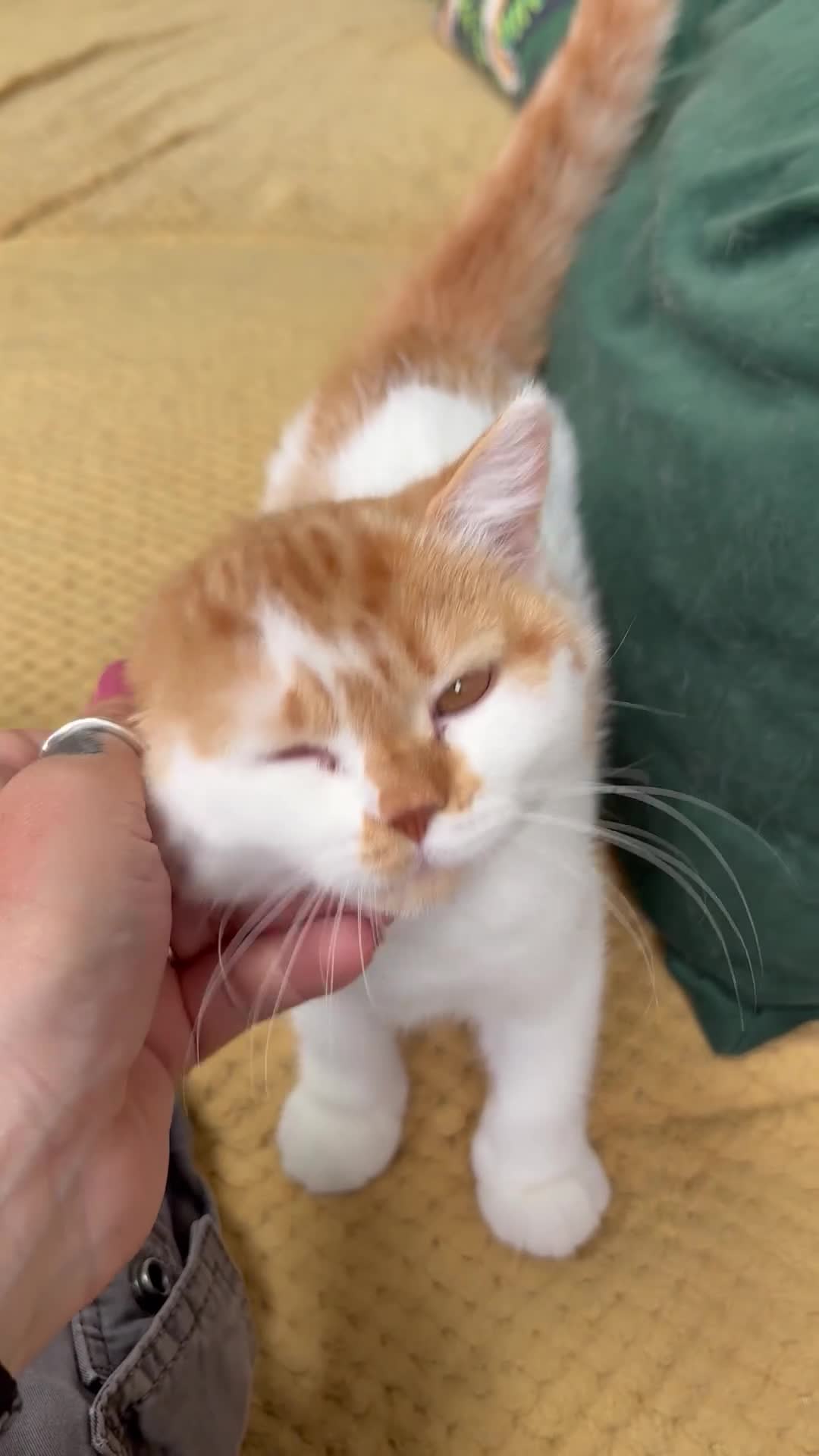 British Shorthair cats for sale: Gccf registered bsh kittens-1 girl left-ready now - Video 3