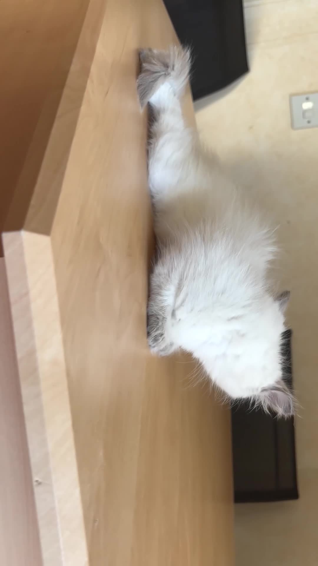 Ragdoll cats for sale: Beautiful Ragdols - Video 3
