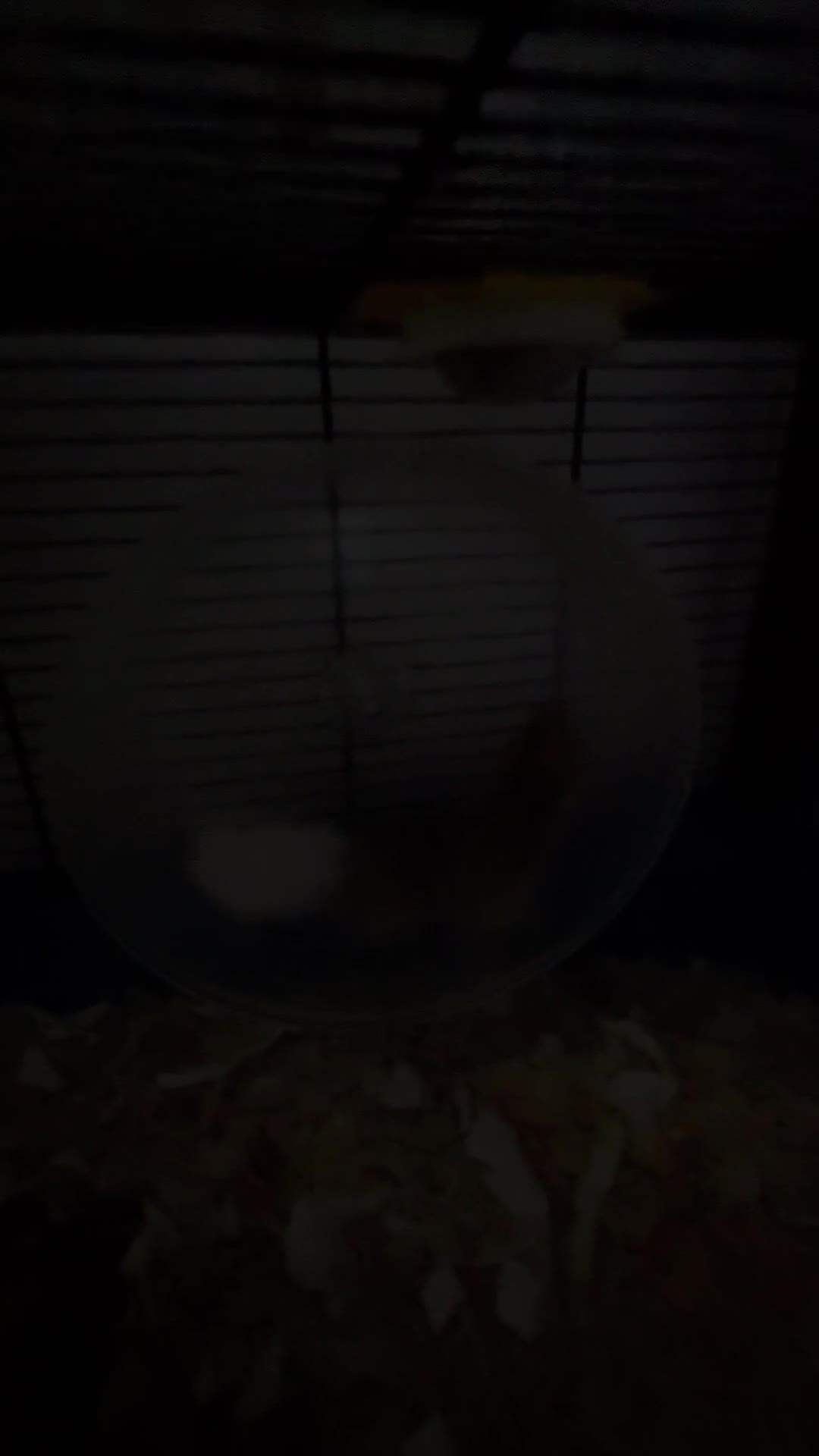 Hamster rodents for sale: 3 week old red eyed dwarf Russian hamsters in Gravesend - Video 1