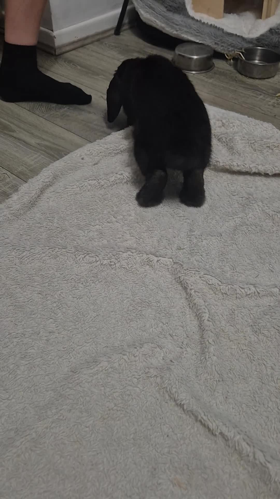 Mini Lop rabbits for sale: 5month old Lop female bunny  in Leigh-on-Sea - Video 1