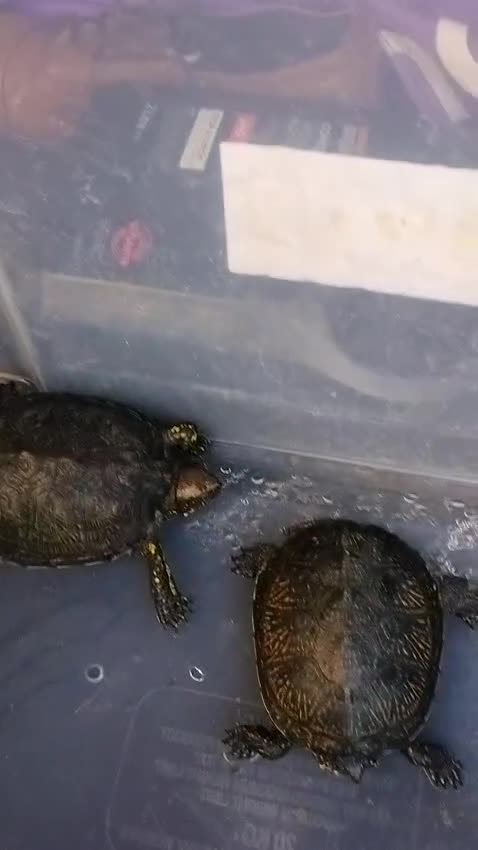 Turtle reptiles for sale: Grown on emys (European pond turtles) in Dunstable - Video 1