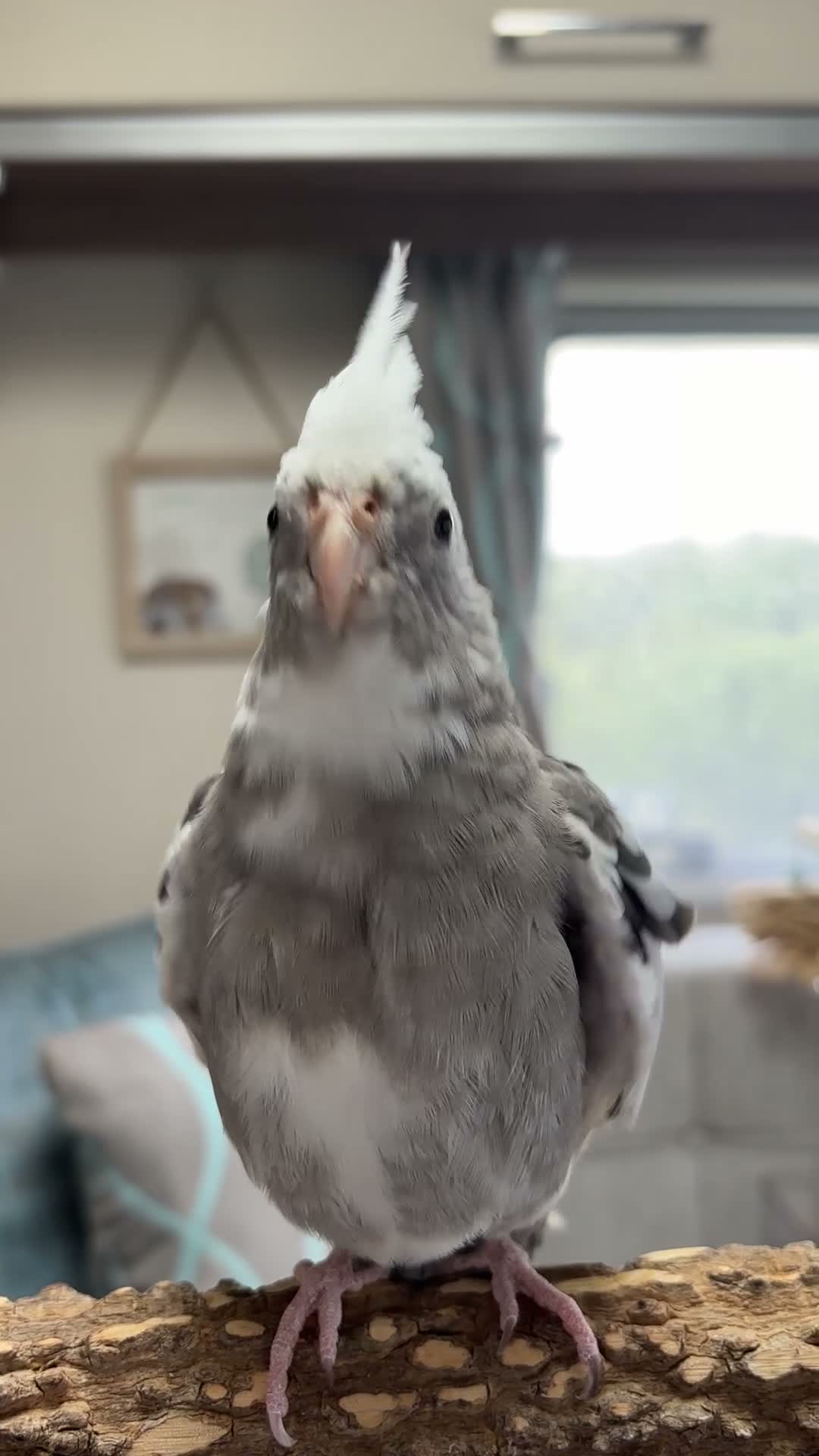 Cockatiels birds for sale: Two hand-reared, exceptionally tame cockatiels - Video 3