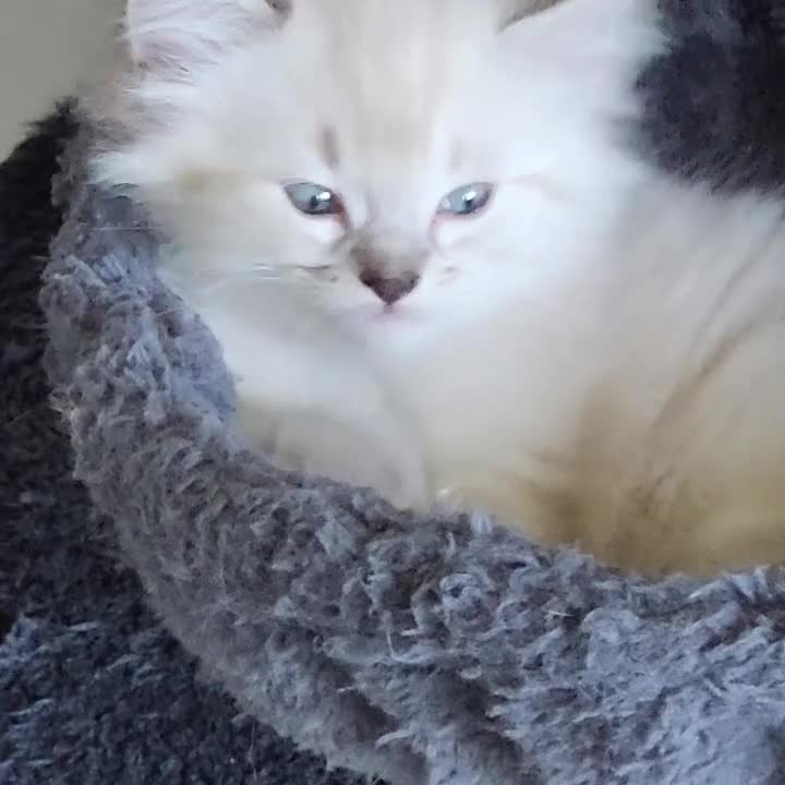Ragdoll cats for sale: Ragdoll mix Perdoll kittens  - Video 2