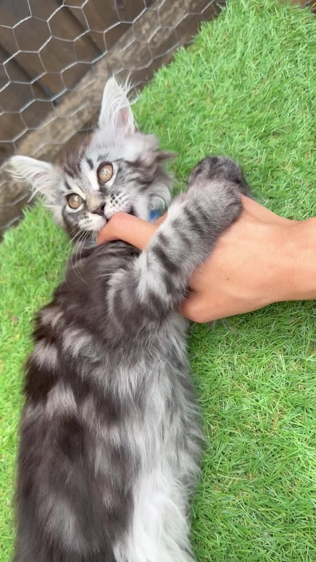 Maine Coon cats for sale: 5 Blue and Black smoke Maine Coon kittens left in Sudbury - Video 5