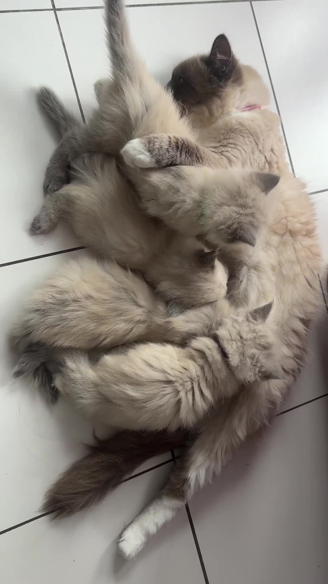 Ragdoll cats for sale: ragdoll kittens ready in 1 week  🩵💚💜 - Video 1