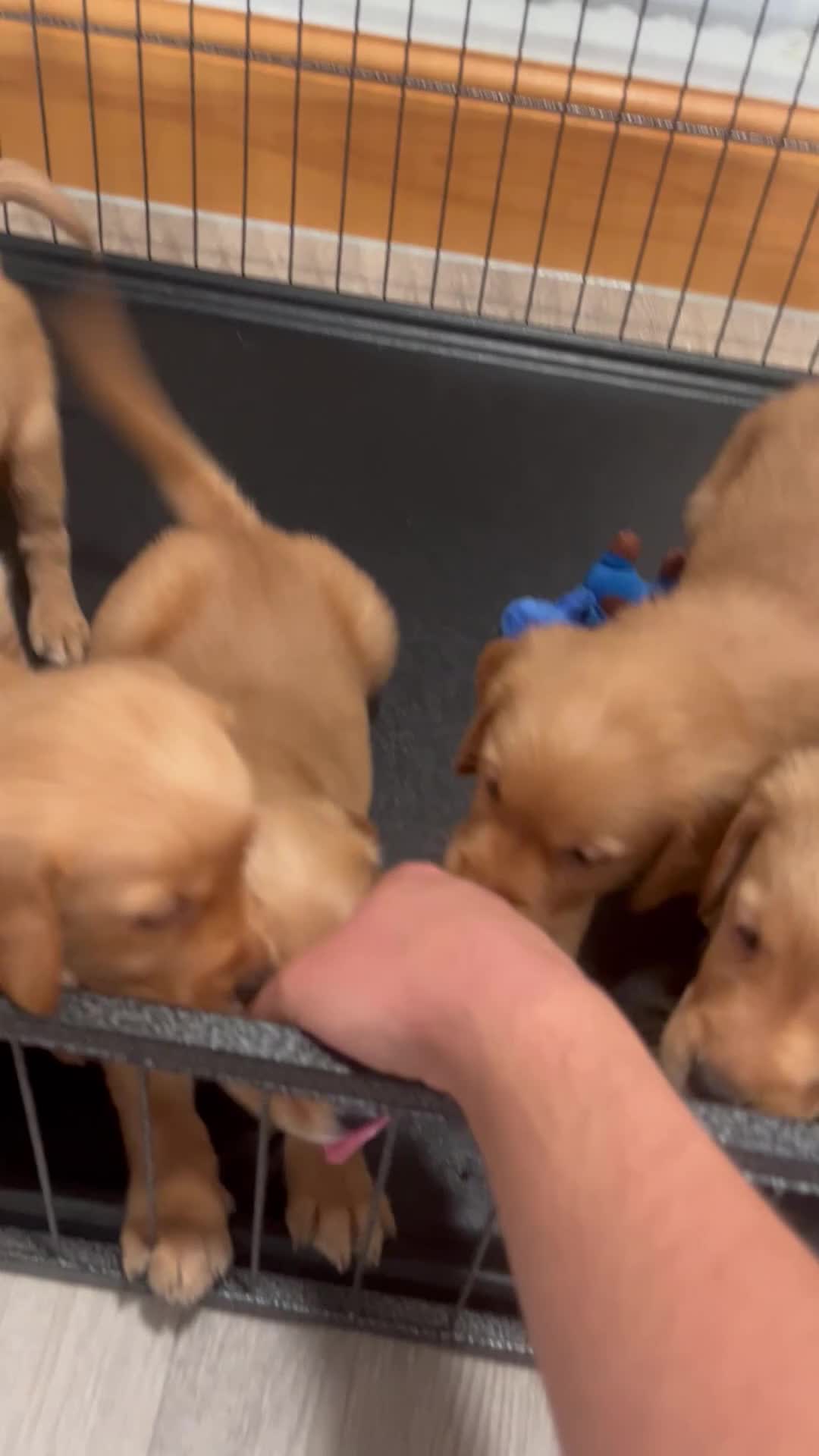 Golden Retriever dogs for sale: KC Fox Red Golden Retriever Puppies  - Video 1