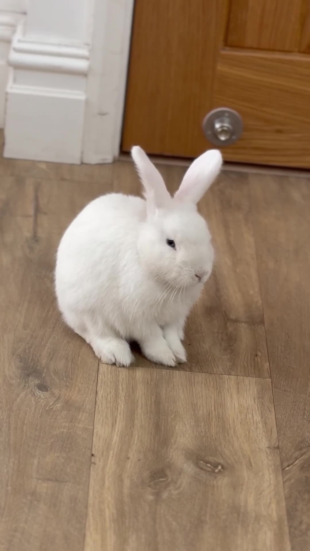 Netherland Dwarf rabbits for sale: 🐰 Beautiful Pet Rabbit Looking for a Loving Home in Stratford-upon-Avon - Video 2