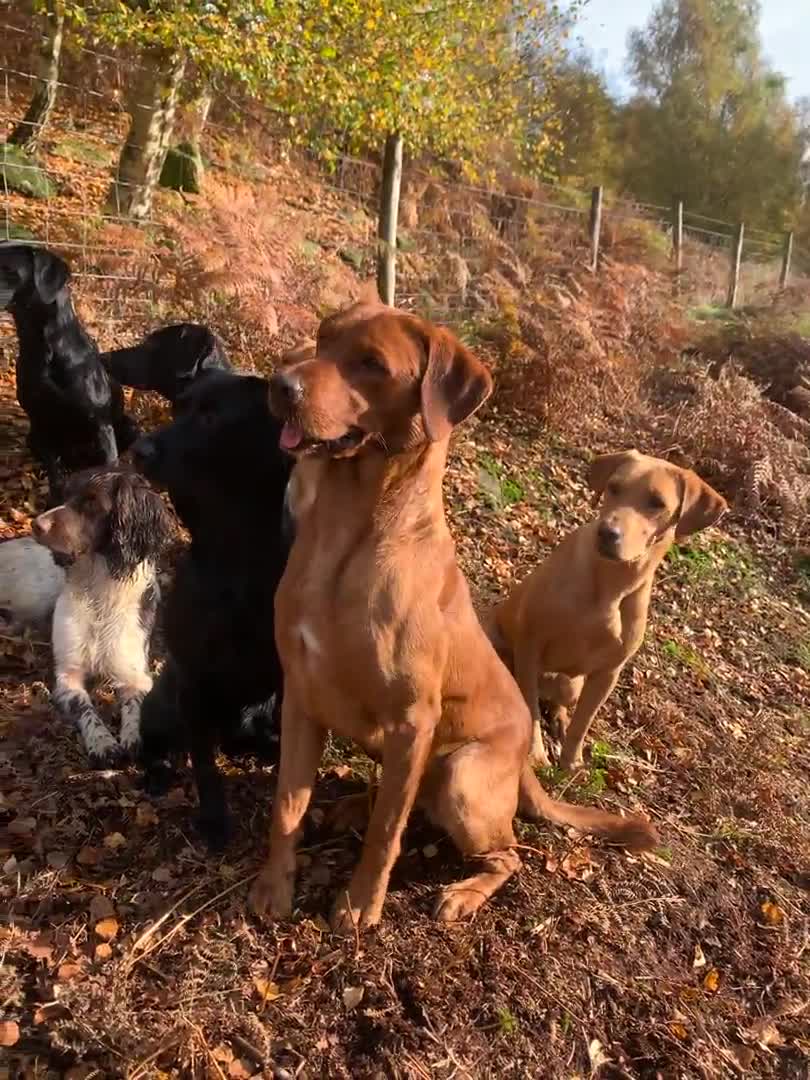 Labrador Retriever dogs for stud: KC reg, health tested Lab at Stud- Blazing bernard in Malton - Video 1