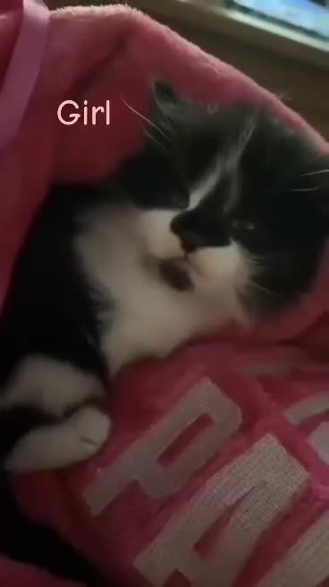Mixed Breed cats for sale: Kittens for sale  in Oldham - Video 1