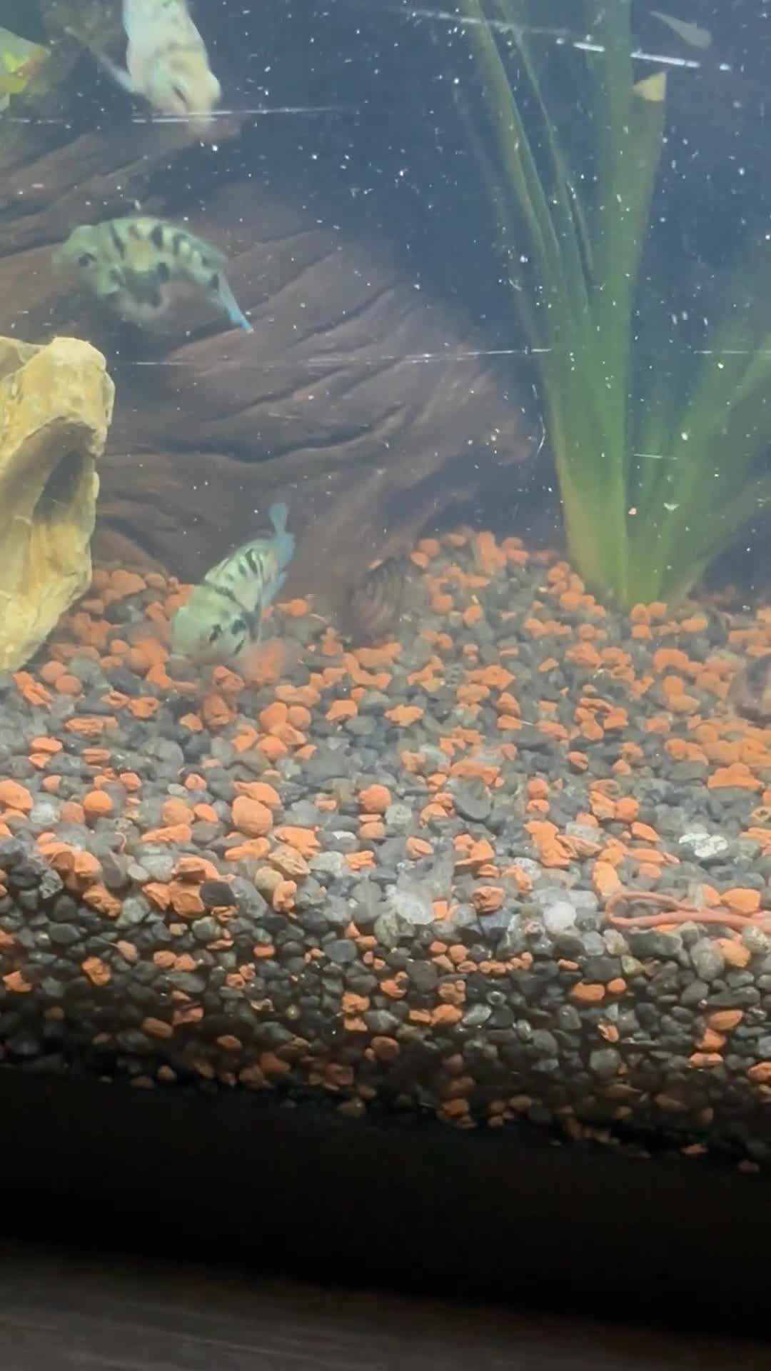 Cichlids fish for sale: Polar Blue Parrot Fish - Video 1