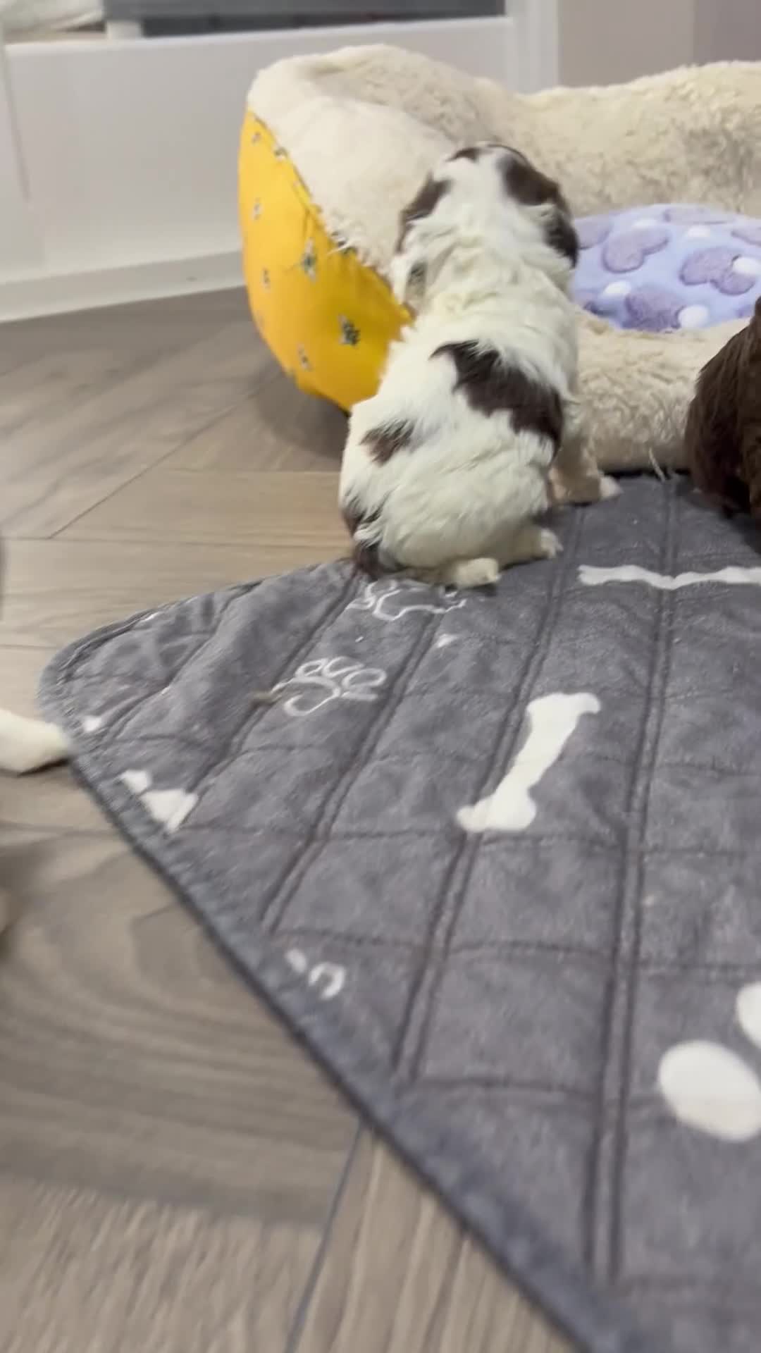 Cavapoo dogs for sale: F1b Cavapoo puppies 🐶 fully health tested  - Video 1