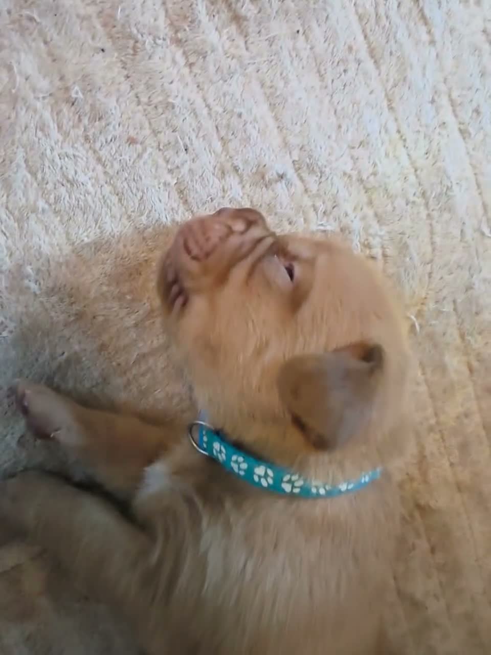 Dogue De Bordeaux dogs for sale: Chunky ddb puppies - Video 3
