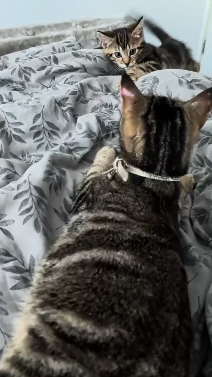 Mixed Breed cats for sale: Beautiful Kittens Seeking Loving Forever Homes in Doncaster - Video 1