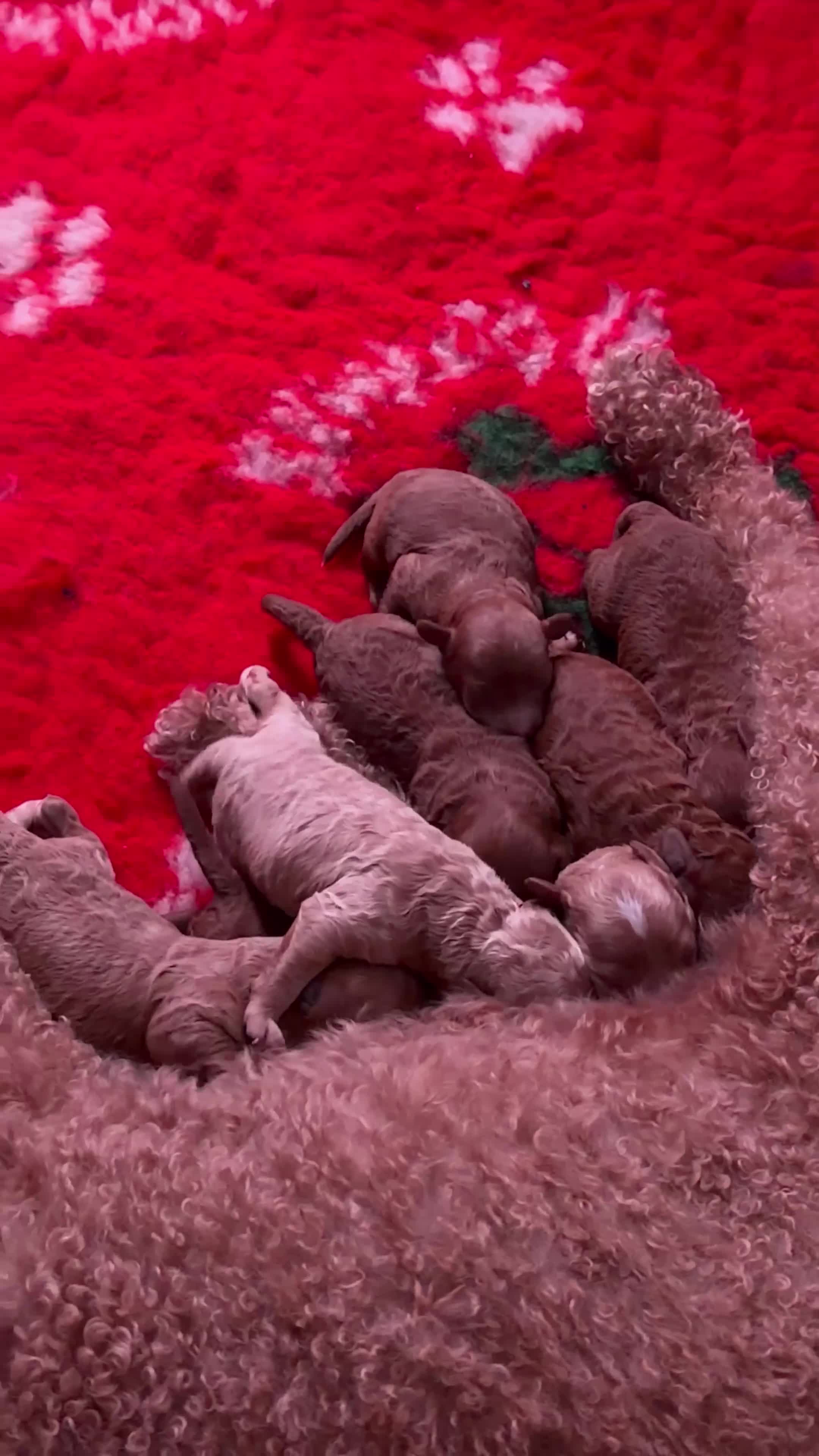 Cavapoo dogs for sale: 8 x cavapoo F1B puppies ready to leave  - Video 2