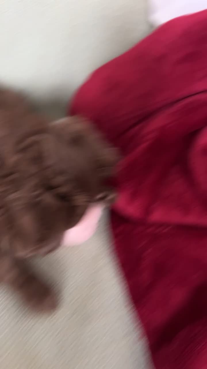 Chihuahua dogs for sale: 2 BEAUTIFUL BABIES 💗💙 - Video 1
