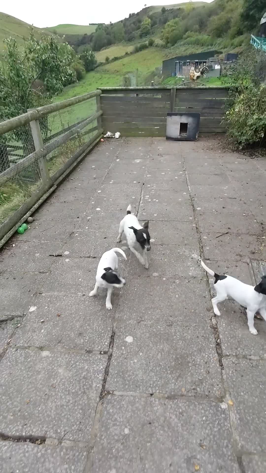 Jack Russell dogs for sale: Jack Russell pups  - Video 1