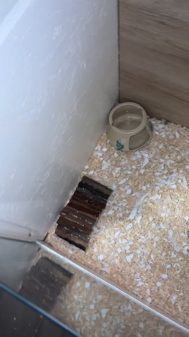 Gerbil rodents for sale: 2 male Gerbils looking for home - Video 3