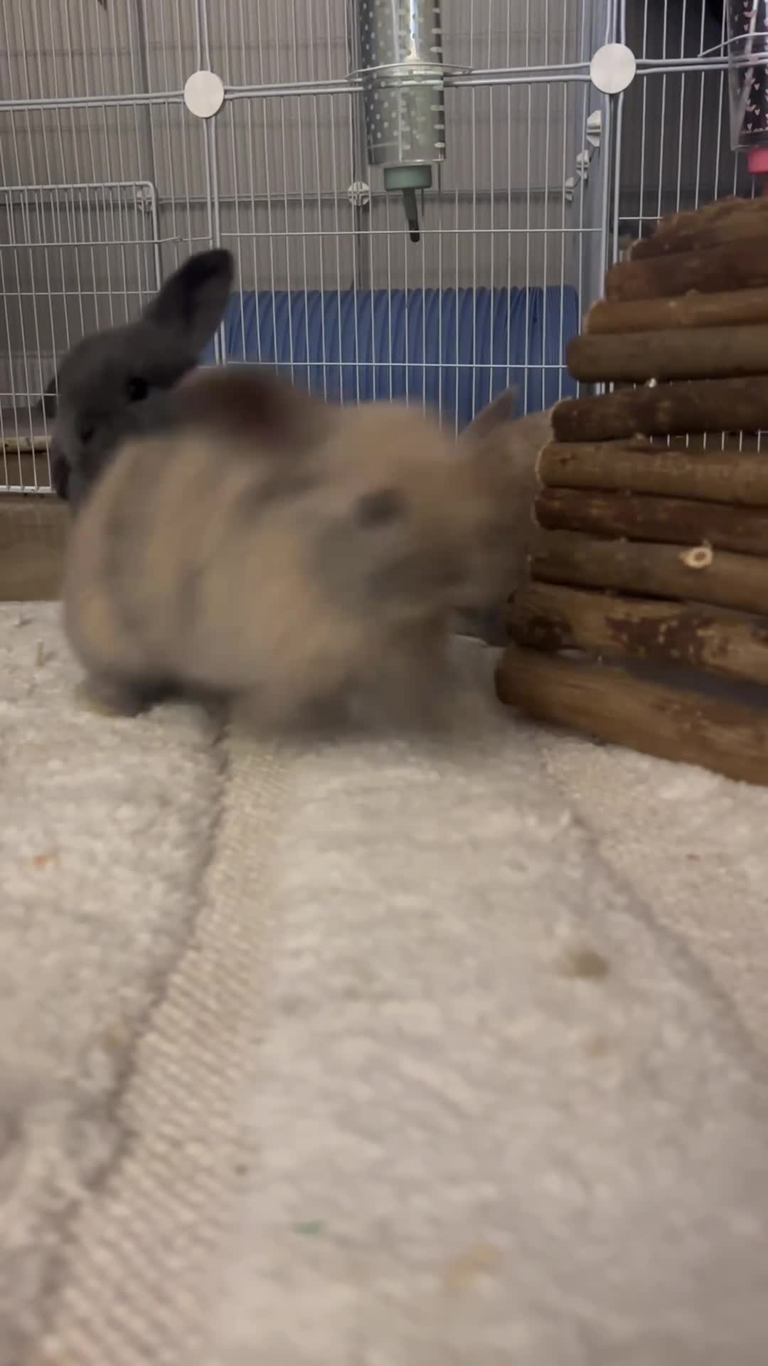 Mini Lop rabbits for sale: Mini lop for sale  in Newton Aycliffe - Video 1