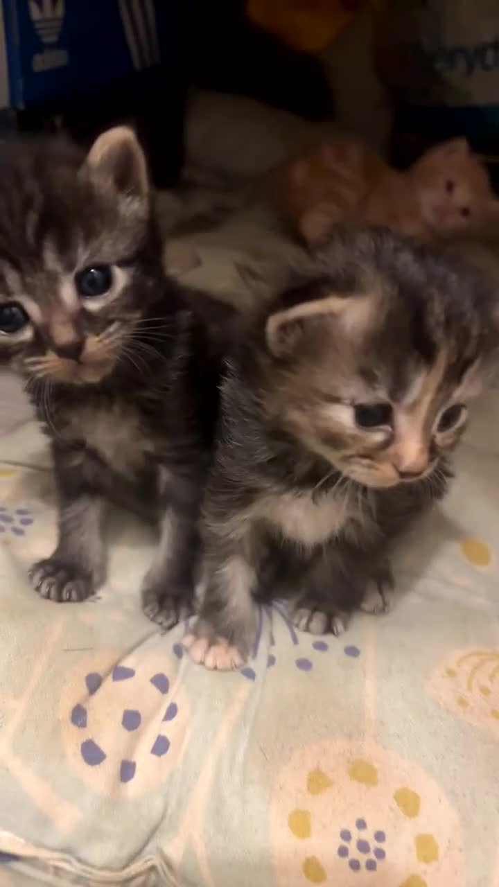 Mixed Breed cats for sale: Adorable Kittens for Sale in Thornton Heath - Video 1