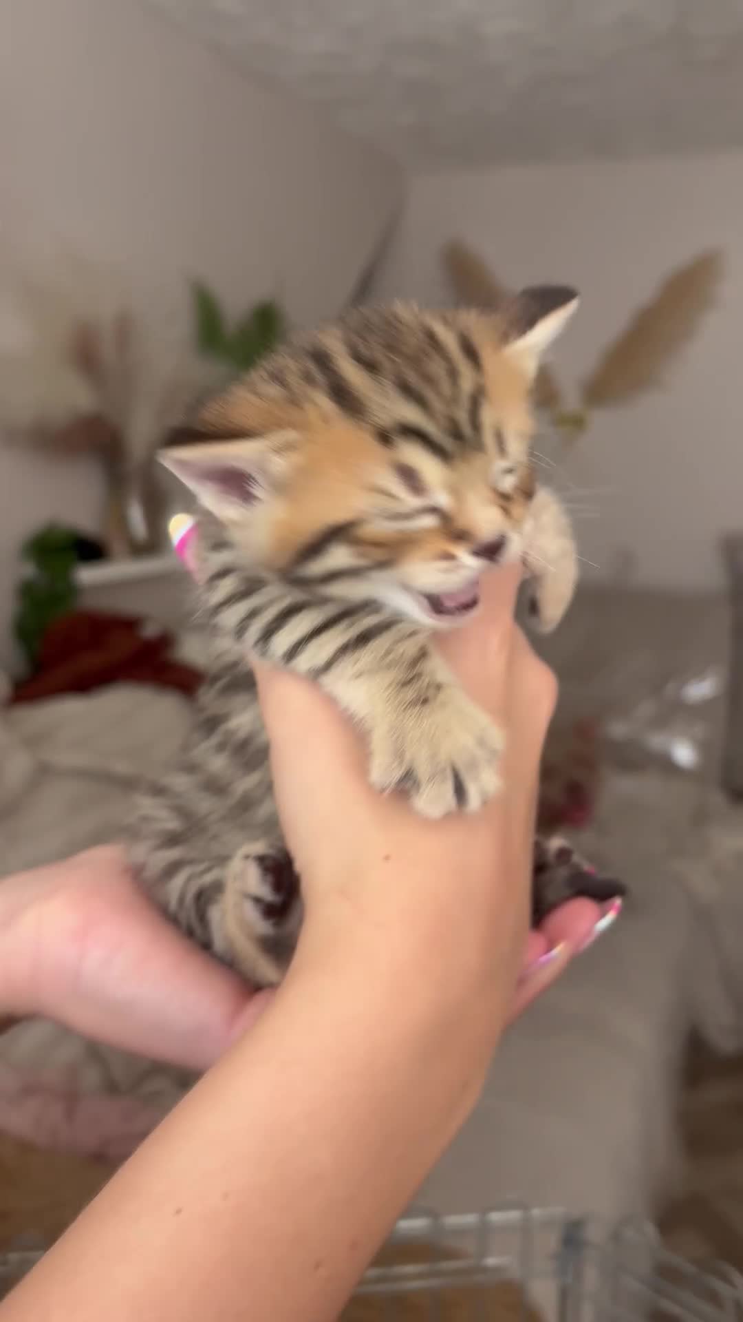Mixed Breed cats for sale: Adorable Tabby X British short hair Kittens - Video 1