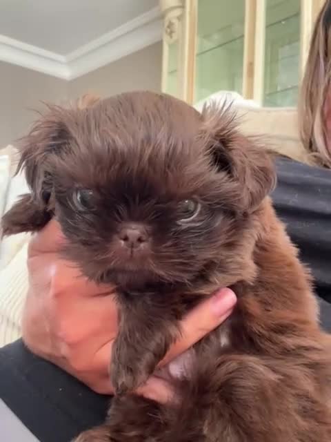 Shih Tzu dogs for sale: Imperial shih tzu - Video 1