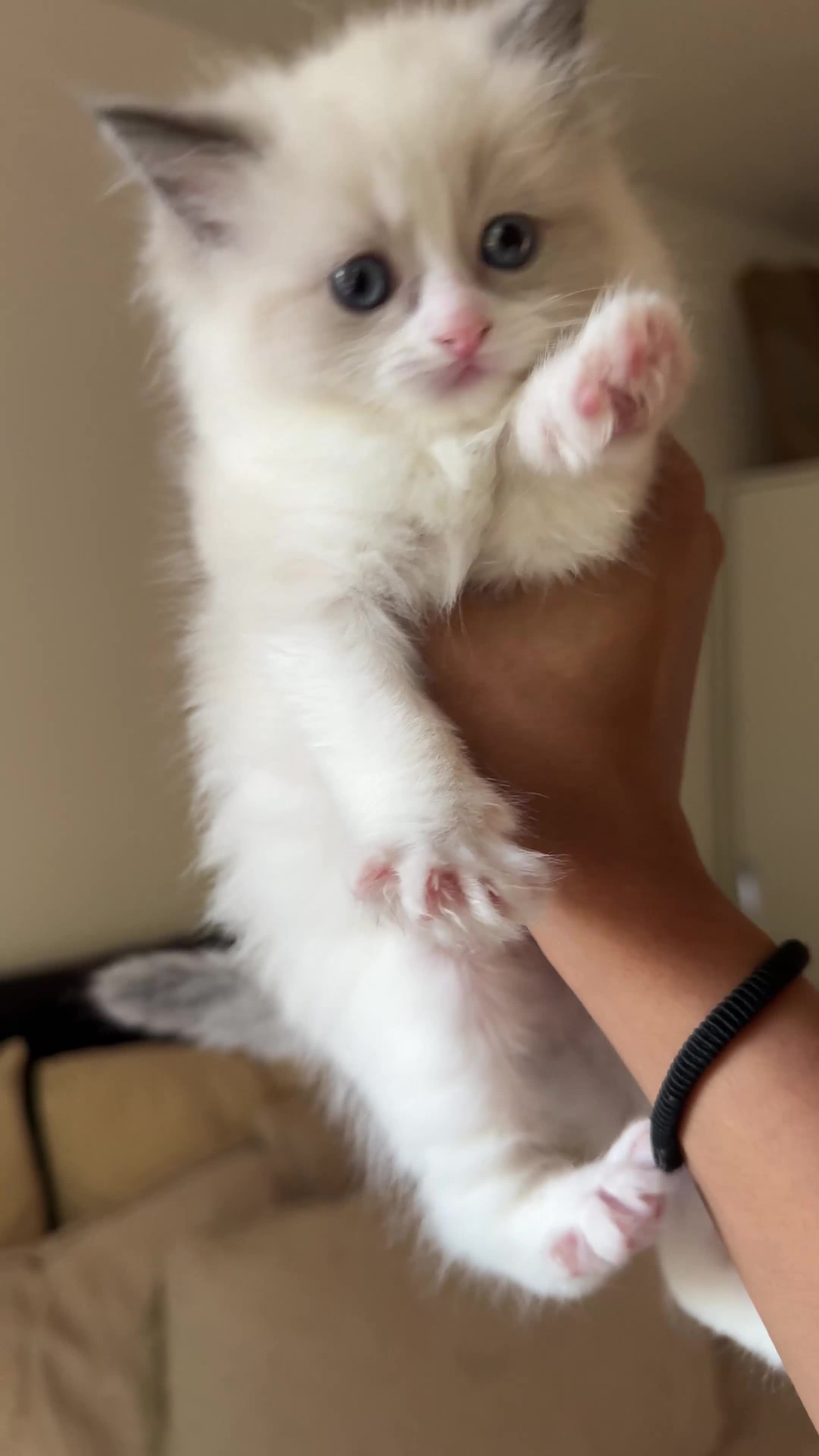 Ragdoll cats for sale: Female Bi-colour Ragdoll in Bracknell - Video 1