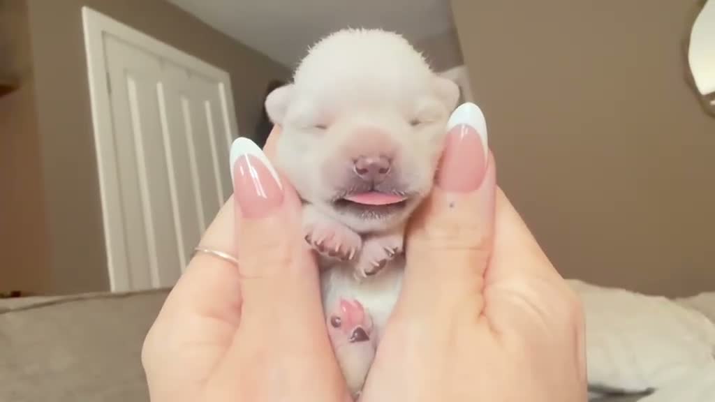 Pomchi dogs for sale: 2 beautiful Pomchis looking for their forever home in Bridgwater - Video 1