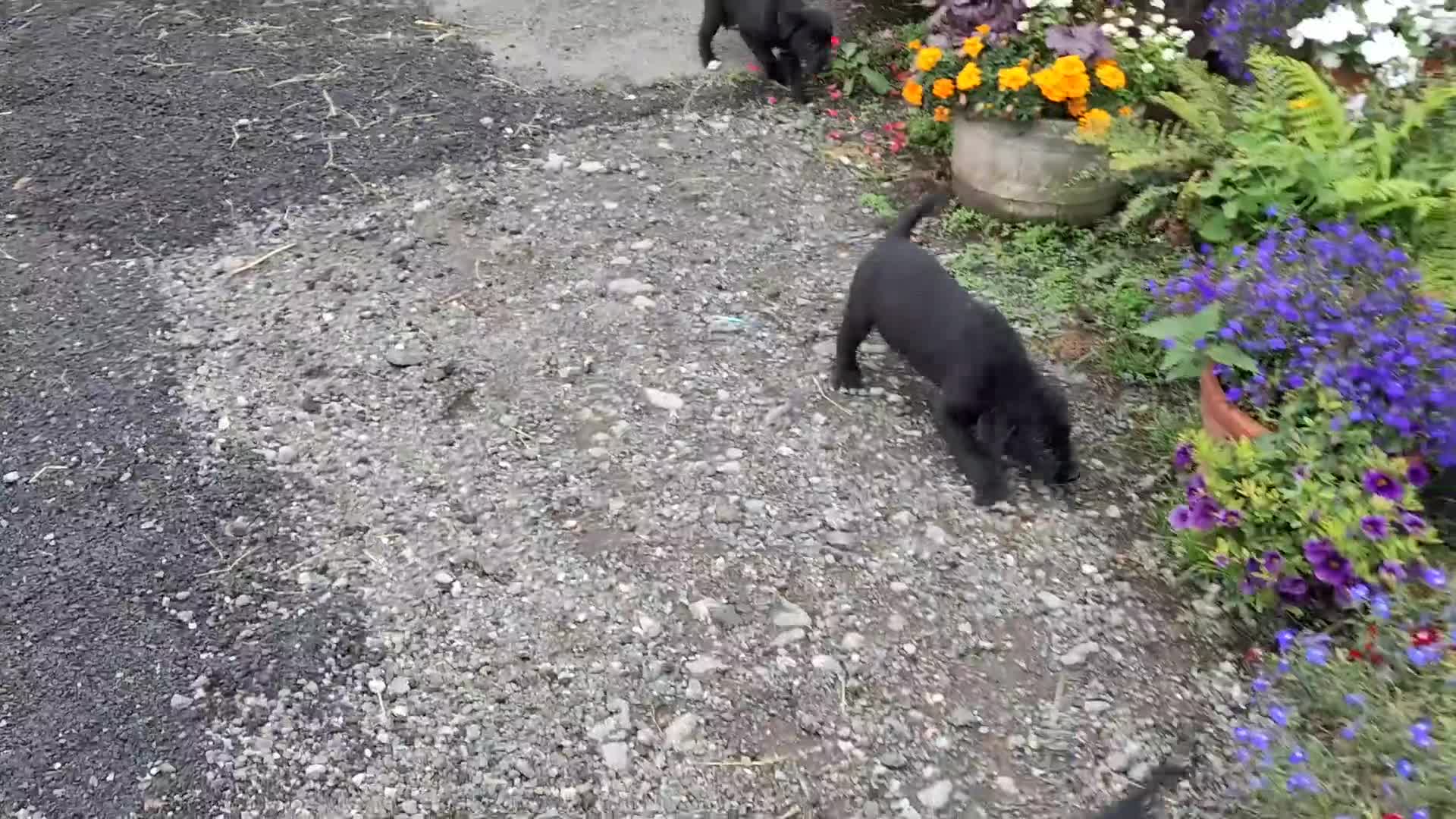 Borador dogs for sale: Gorgeous Borderdor Pups - Video 1