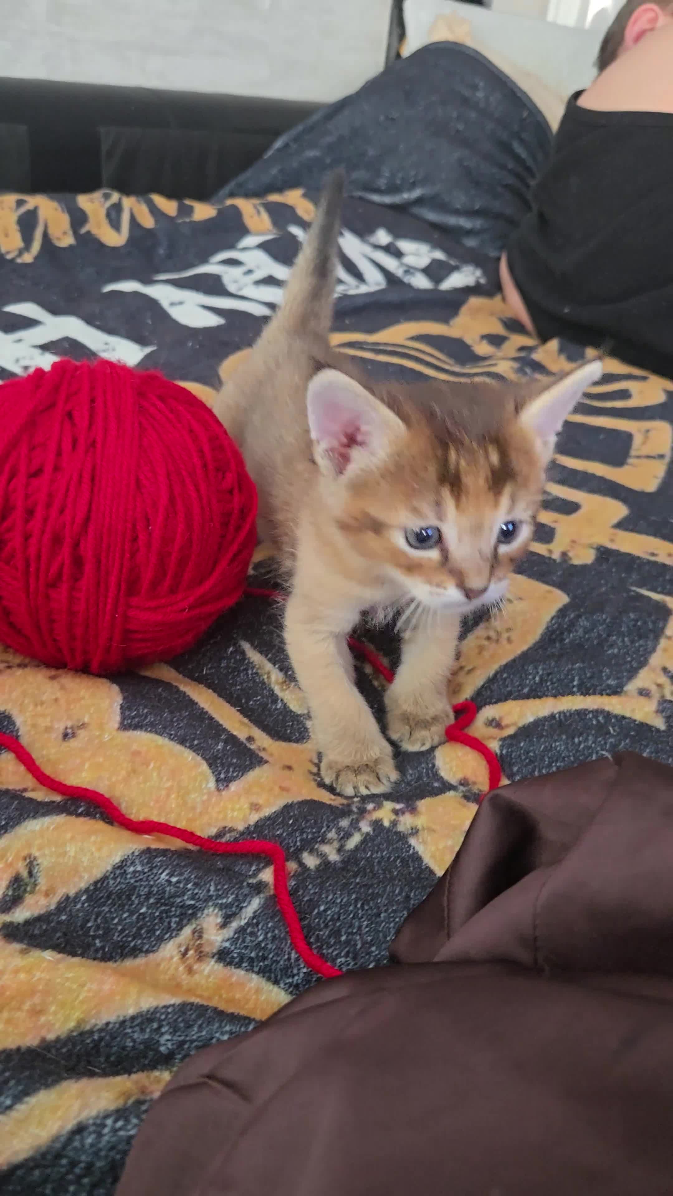 Chausie cats for sale: CHAUSIE  - Video 2