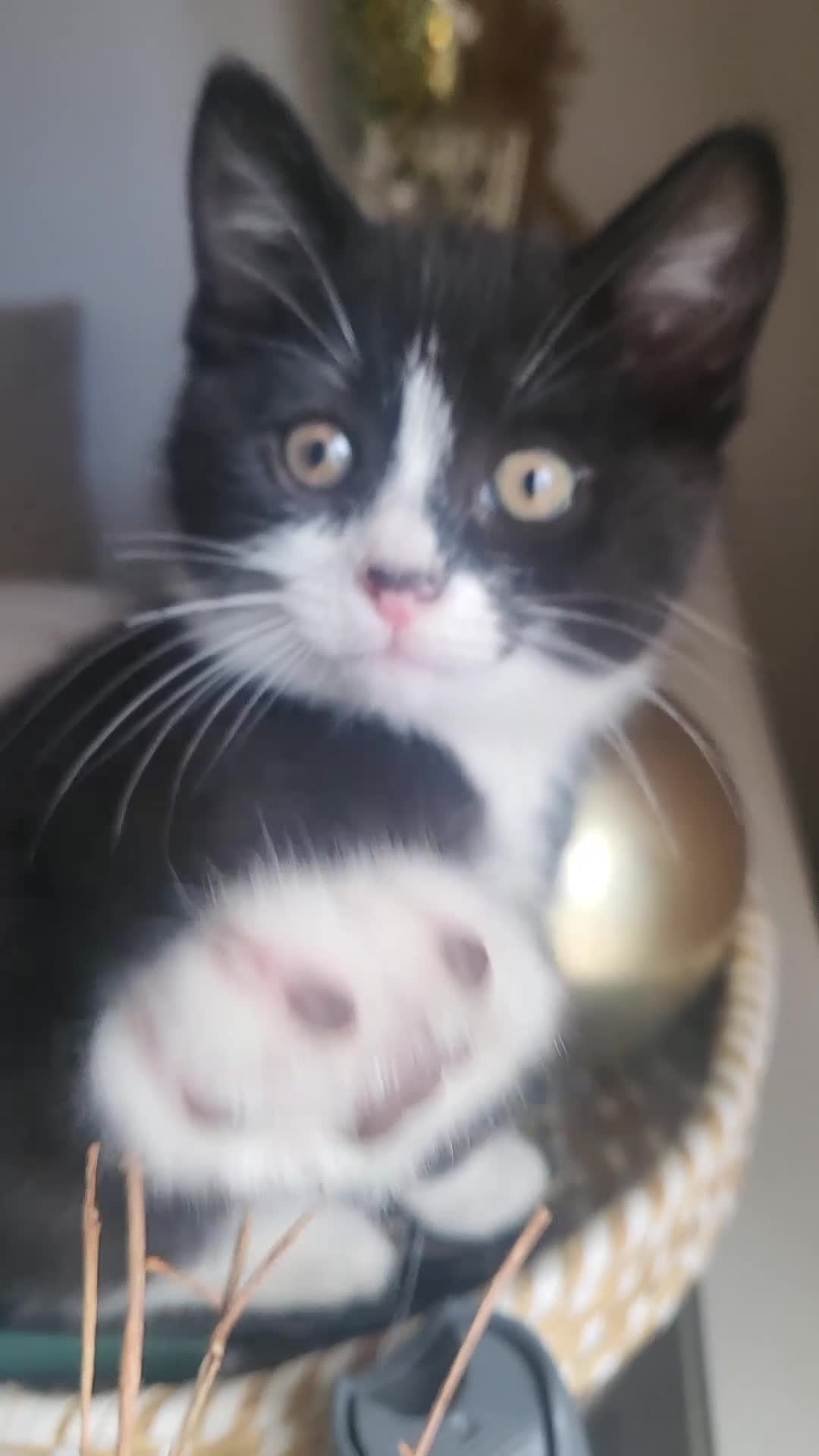 Mixed Breed cats for sale: 3 Beautiful Fluffy Female Kittens - Ready Now in Croydon - Video 1