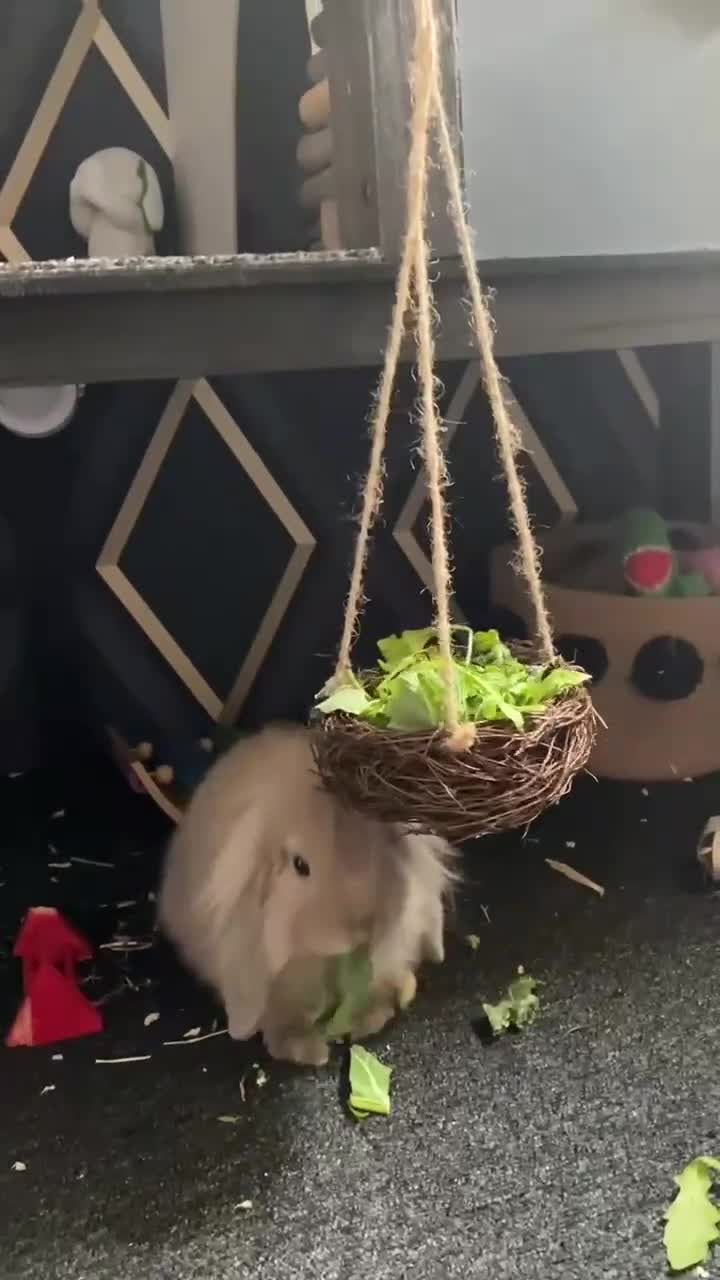 Cashmere Lop rabbits for sale: Two boy buns looking for forever home NOT BONDED - Video 1