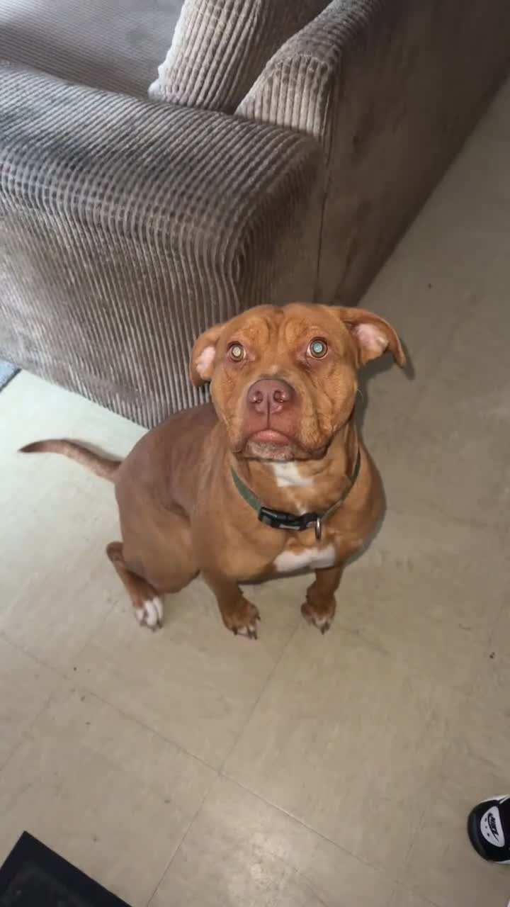 Mixed Breed dogs for sale: Beautiful American bulldog x bullmastiff female - Video 1