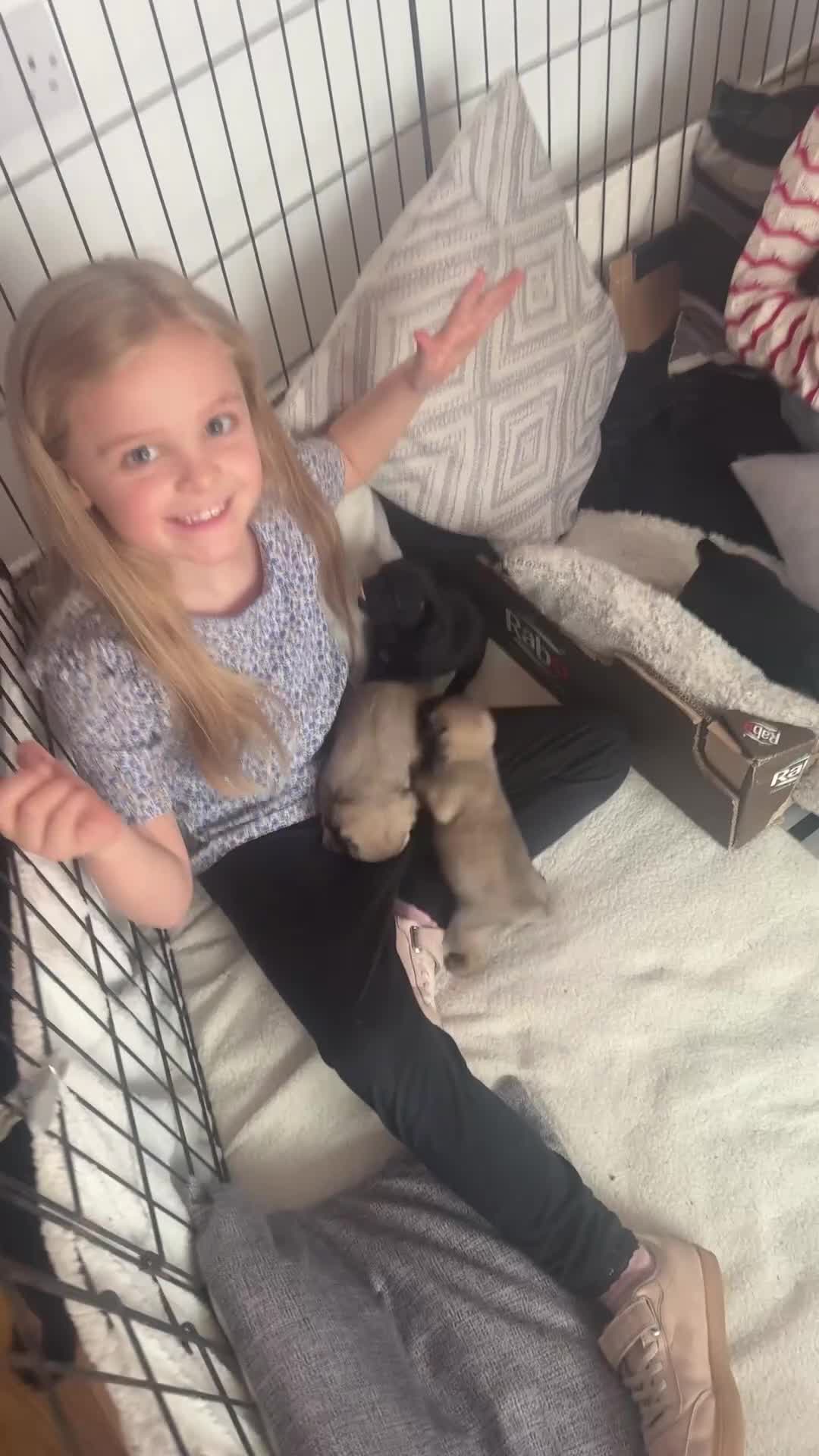 Pug dogs for sale: Pug pups! - Video 1