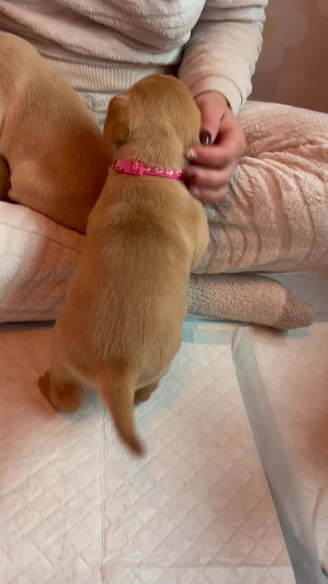 Labrador Retriever dogs for sale: 8 Beautiful Golden Labrador Puppies  - Video 3