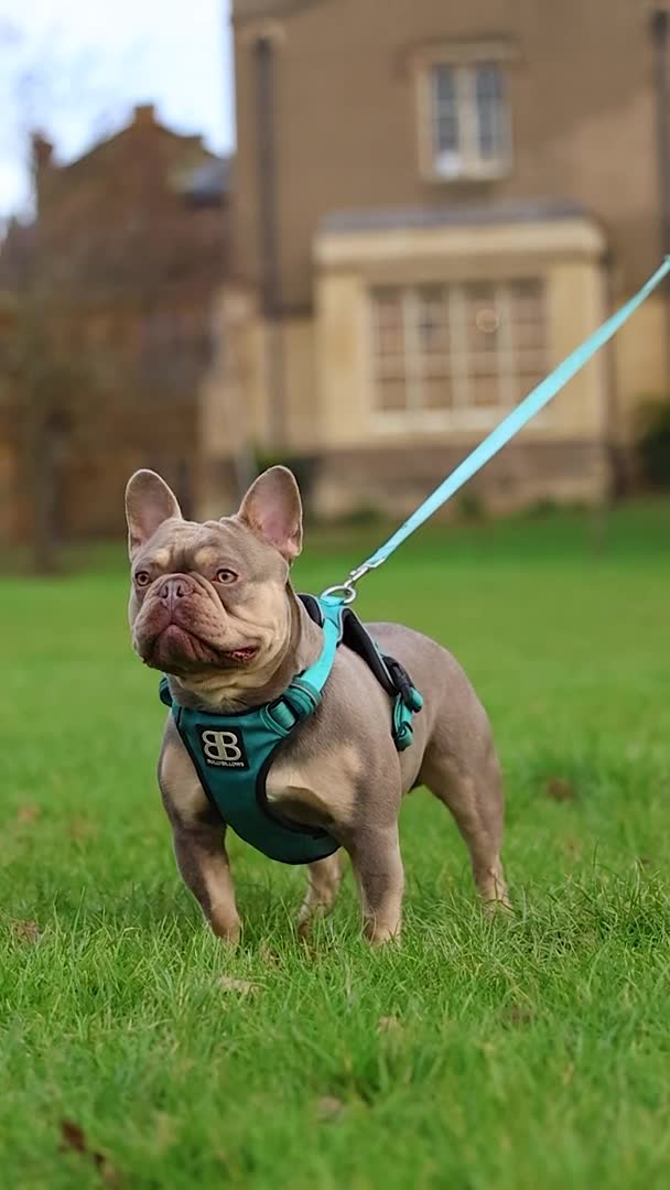 French Bulldog dogs for stud: 🦍SHORTTY🦍 SPECIAL OFFER WON'T GET CHEAPER 🔥🔥 in Northampton - Video 5