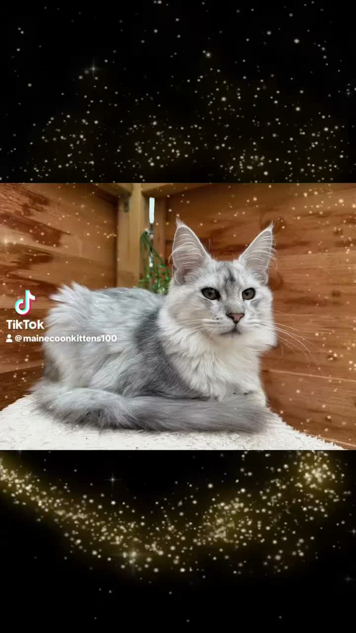 Maine Coon cats for sale: BLUE SILVER SHADED TICA REGISTERED  - Video 1
