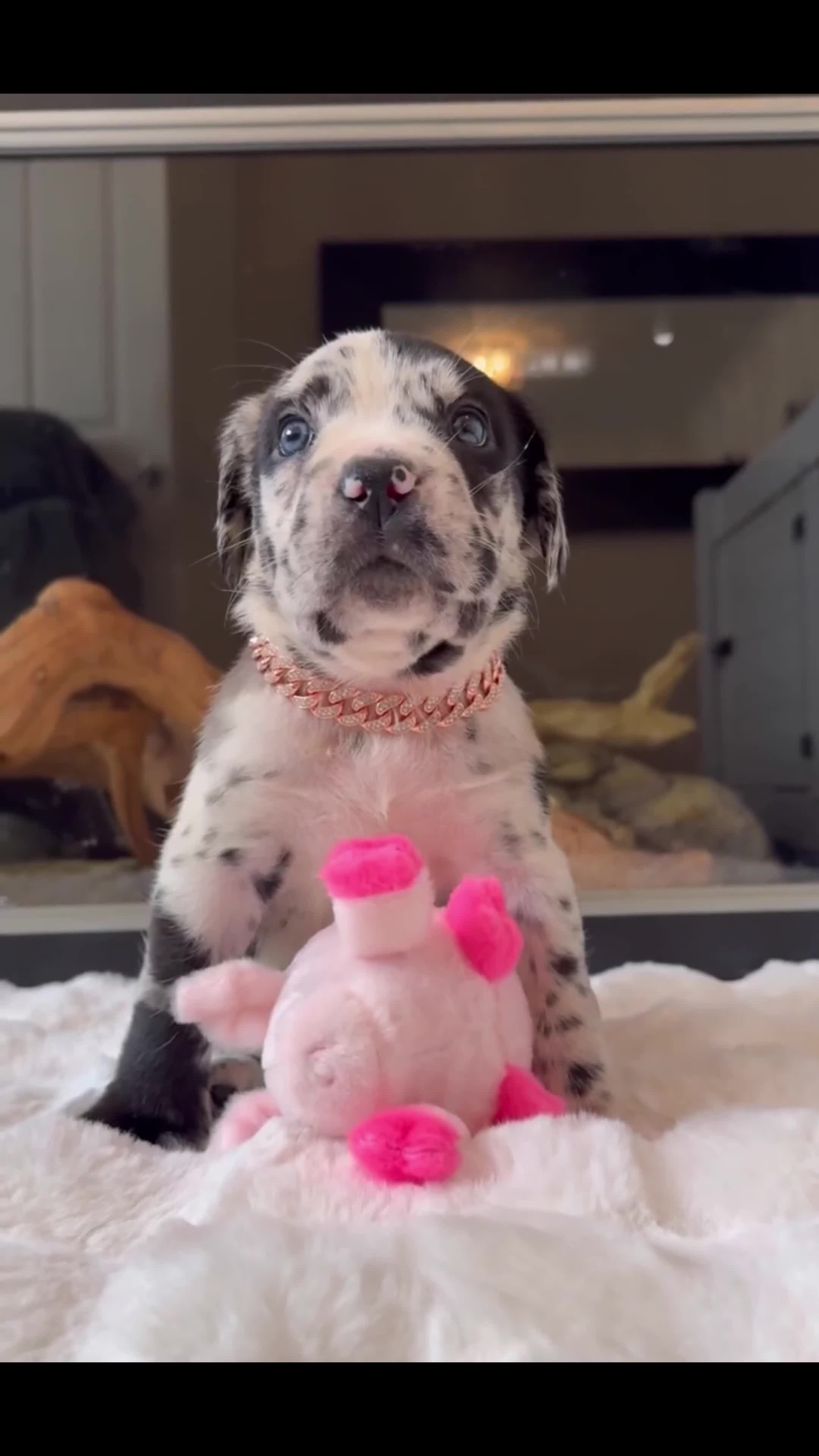 Mixed Breed dogs for sale: Mastiff pups available  - Video 1