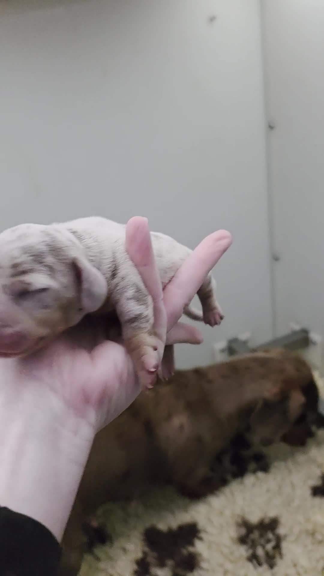 Miniature Dachshund dogs for sale: Arthur and martha - Video 3