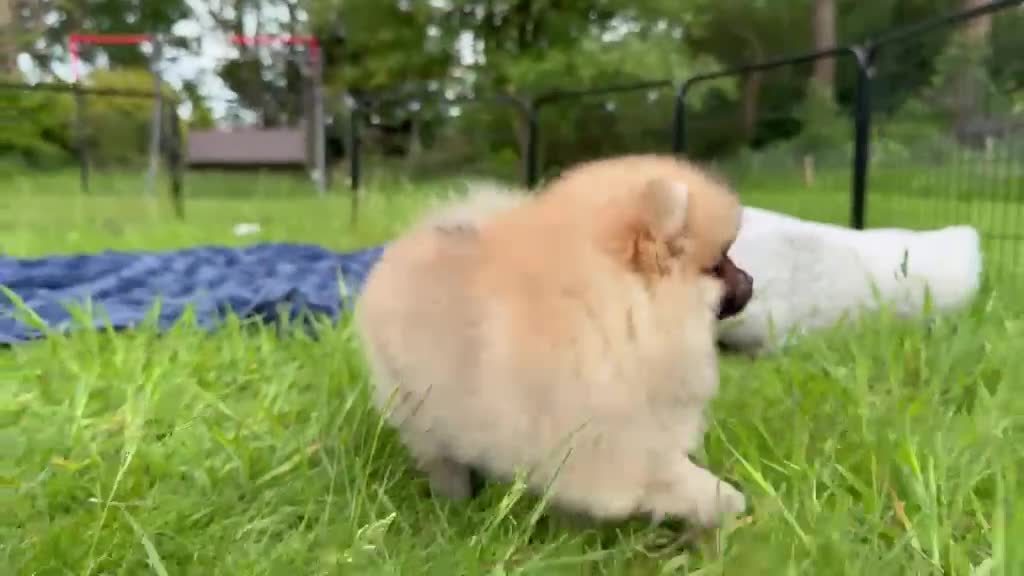 Pomeranian dogs for sale: Tiny Pomeranian Puppies  - Video 1