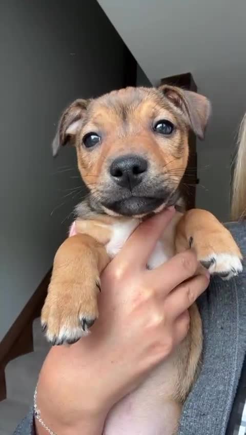 Jack Russell dogs for sale: Jack Russell pups for sale - Video 1