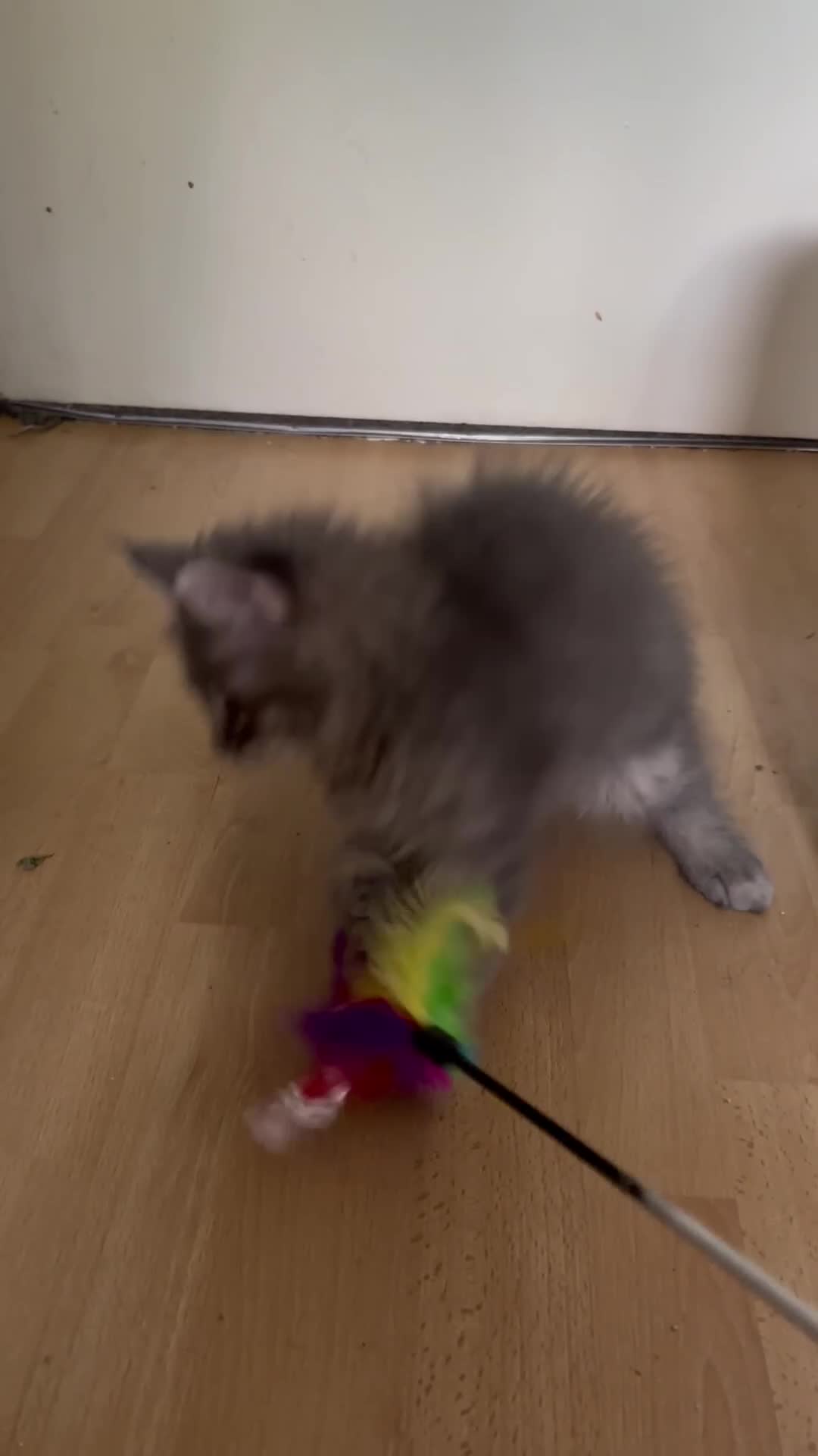 Maine Coon cats for sale: Maine coon kittens - Video 1
